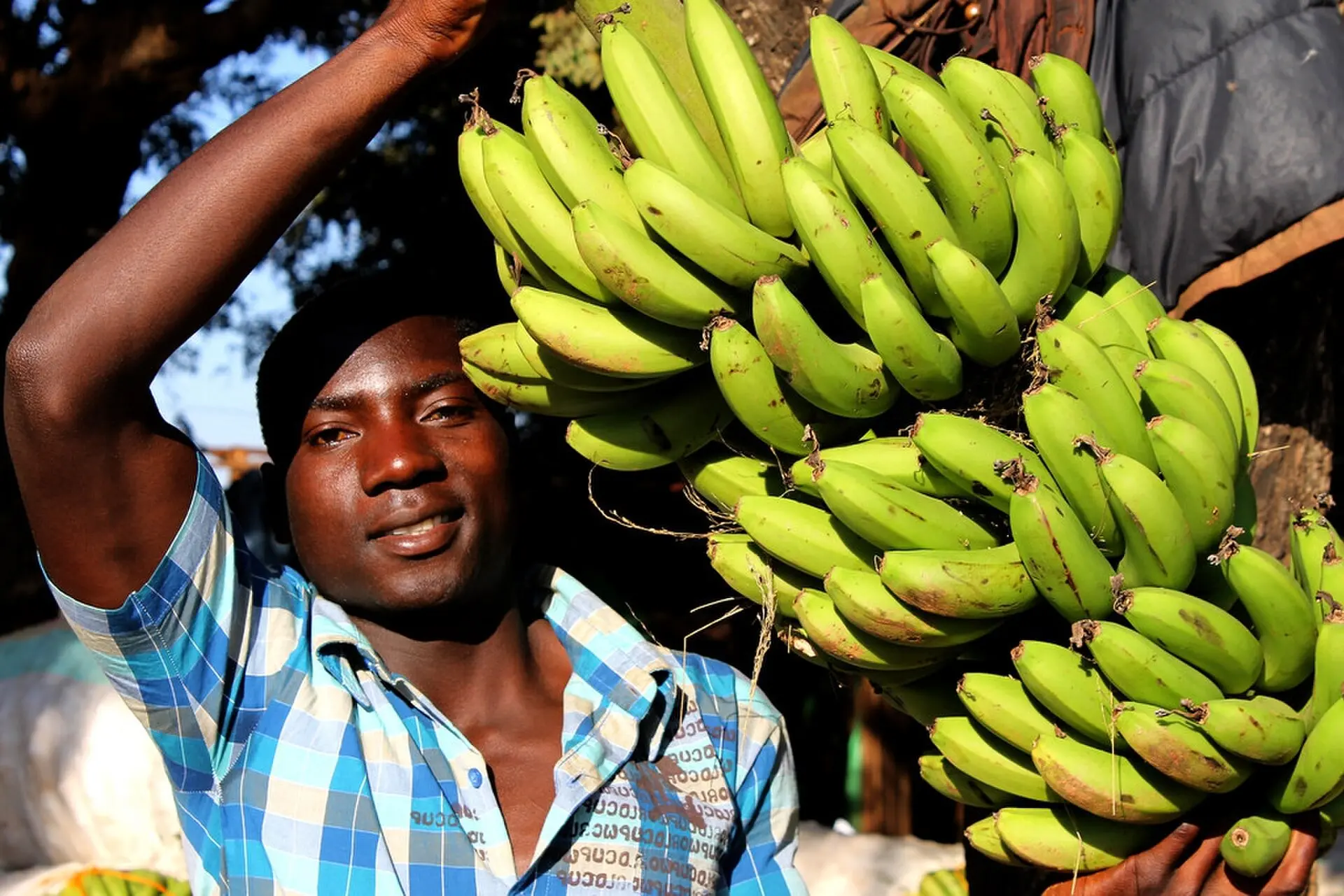 Farmer holding a large bunch of bananas