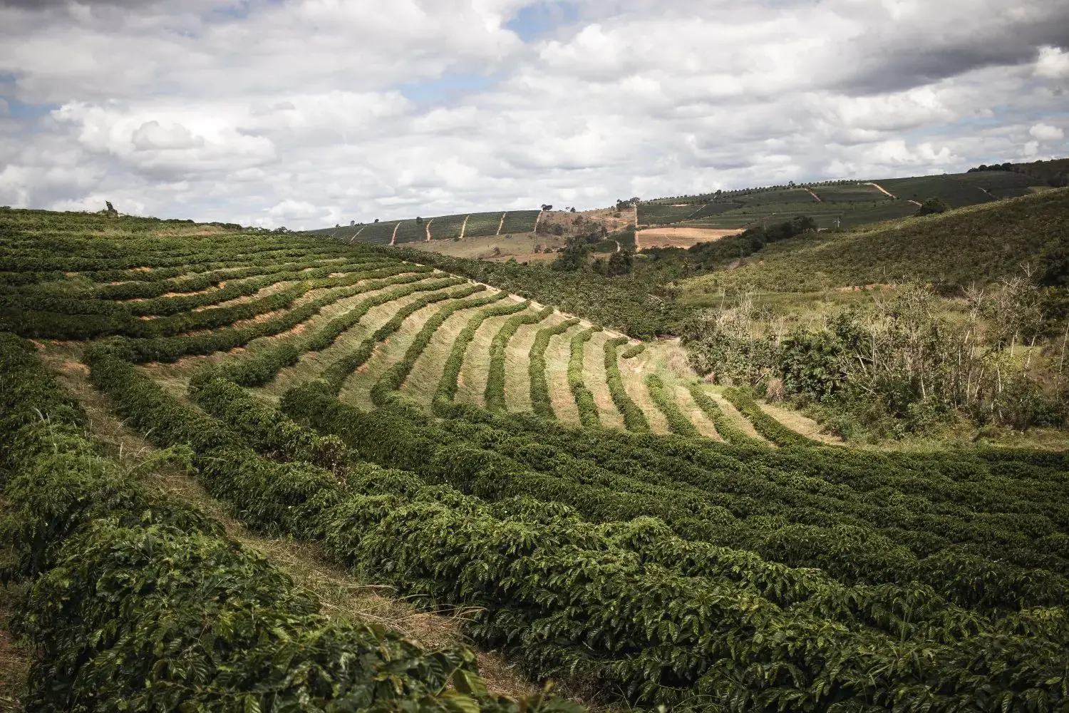 Terraced coffee plantation on a hillside