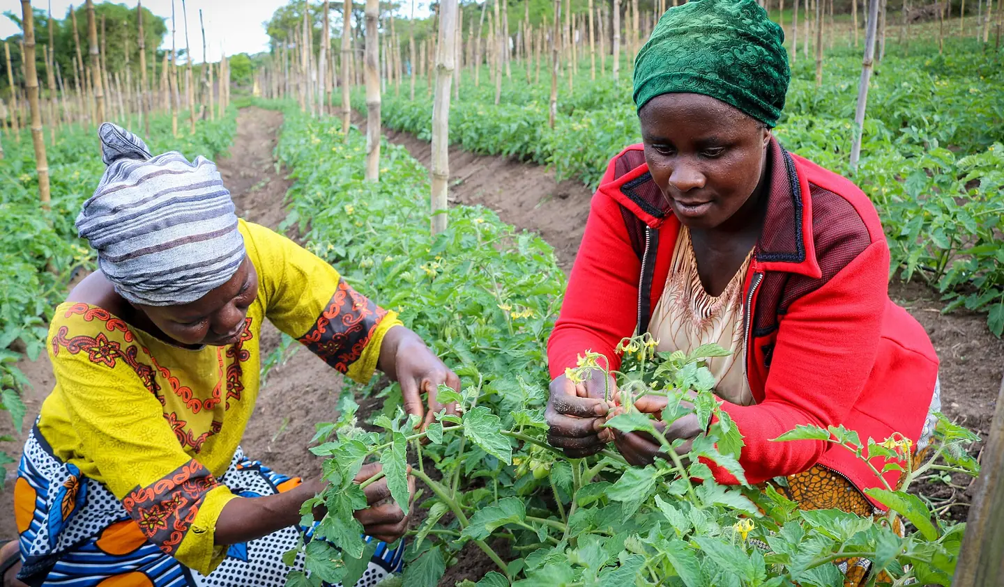 Two women farmers tending vegetable plants