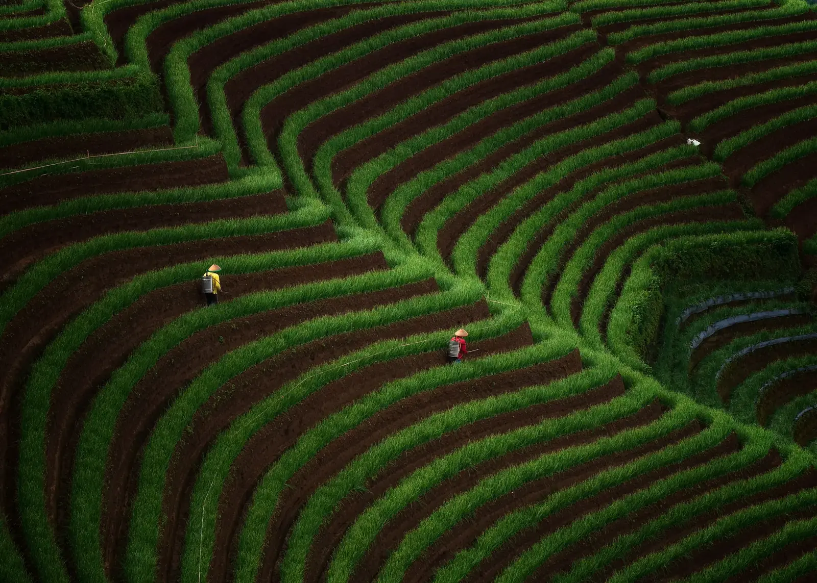 Aerial view of terraced fields with farmers at work