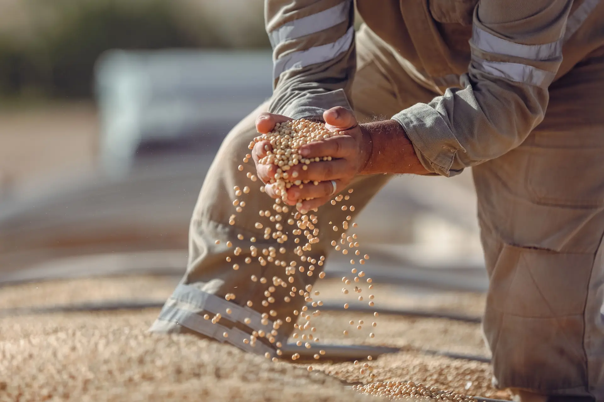 Hands letting harvested grain run through the fingers